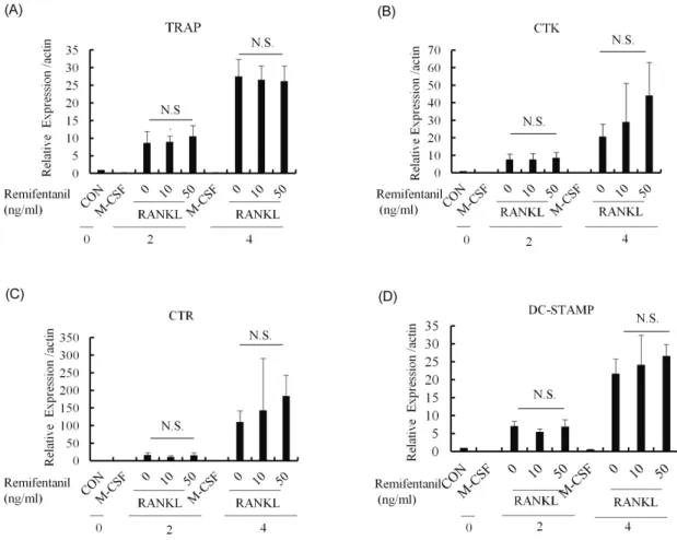 Fig. 4. Remifentanil did not affect significantly gene expression related to osteoclast differentiation in pre-osteoclasts