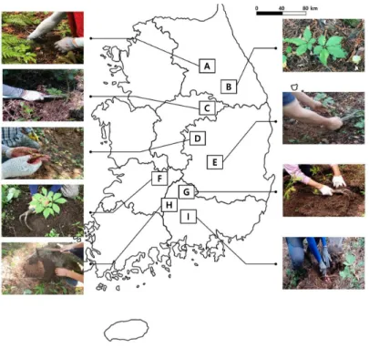Fig. 1. Study area and sampling of wild-simulated ginseng. A to I are a wild-simulated ginseng cultivation sites of South Korea.