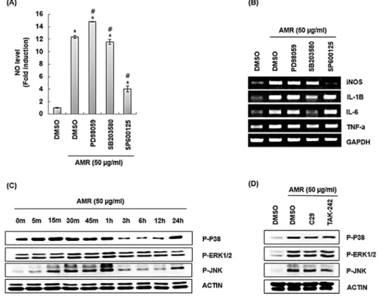 Fig 3. Effect of MAPK signaling pathway on the production of immune enhancing factors in AMR-treated RAW264.7 cells