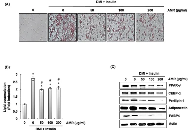 Fig. 4. The effect of AMR on lipid accumulation in 3T3-L1 cells. 3T3-L1 cells were co-treated with DMI/insulin and AMR