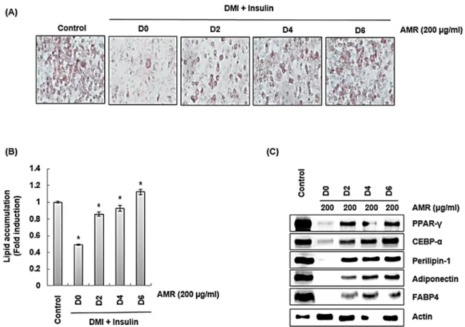 Fig. 5. The effect of AMR on lipid accumulation in 3T3-L1 cells. 3T3-L1 cells were co-treated with DMI/insulin and AMR for  indicated times