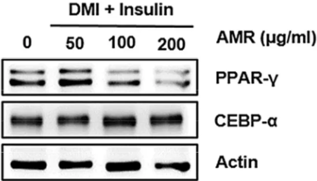 Fig. 6. The effect of AMR on Inhibition of adipocyte differenti- differenti-taion in 3T3-L1 cells