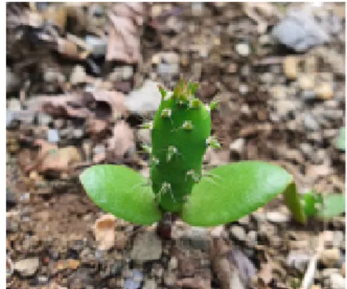 Fig. 3. Potograph of germinated O. monacantha.