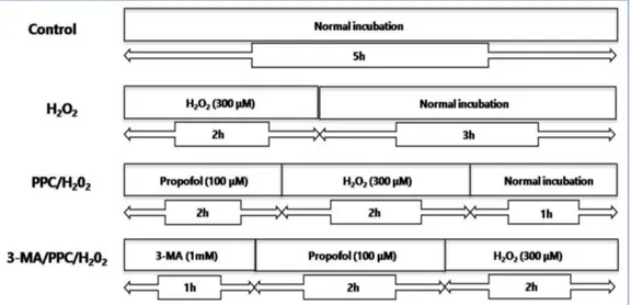 Fig. 1. The experimental protocols followed for all in vitro experiments are shown as follows