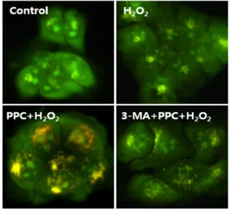 Fig. 6. Effects of propofol on the expression of Bak, caspase-9, caspase-3, and poly (ADP-ribose) polymerase (PARP) in human keratinocytes