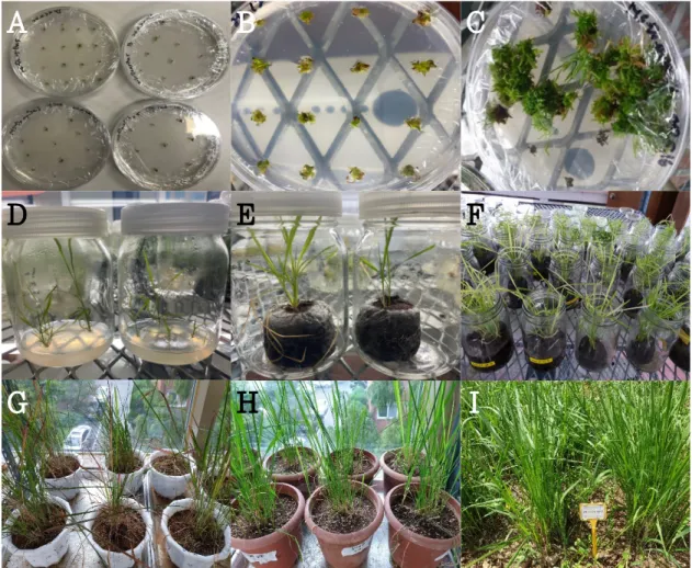 Fig. 1. In vitro regeneration process (A to F), and 28 individual accessions (G, H and I) used in ISSR analysis of Imperata cylindrica