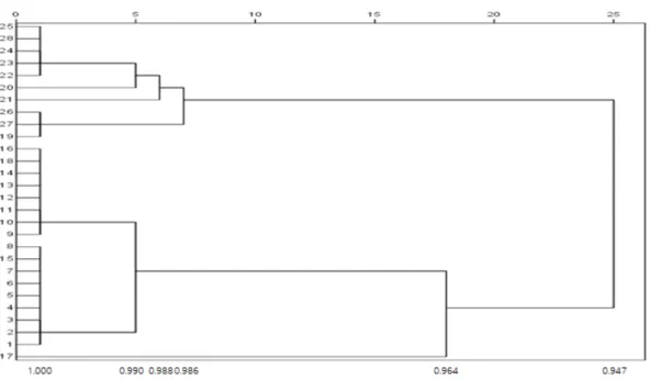 Fig. 3. Dendrogram illustrating genetic relationships among 28 accessions of Imperata cylindrica ‘Rubra’ generated by cluster  analysis with average linkage method