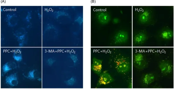Fig. 3. (A) Hoechst staining: Morphological changes in COS-7 cells treated with H 2 O 2 , propofol (100 μM), and 3-MA