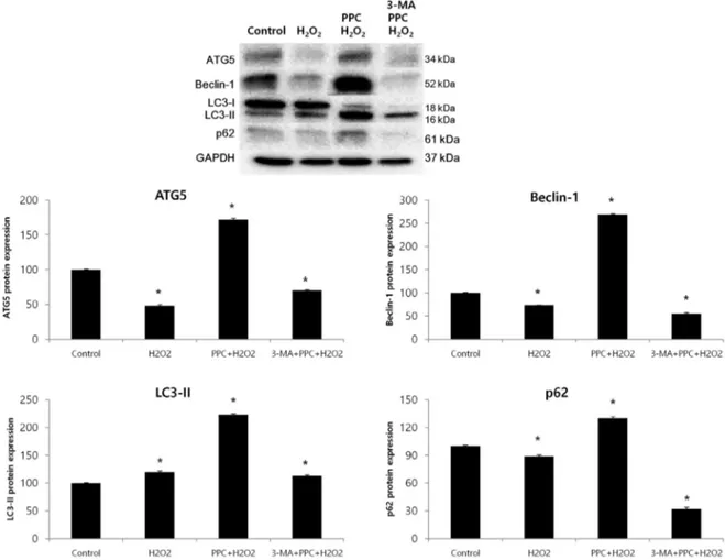 Fig. 5. Effects of propofol on autophagy markers in COS-7 cells are assessed using western blot analysis and densitometry