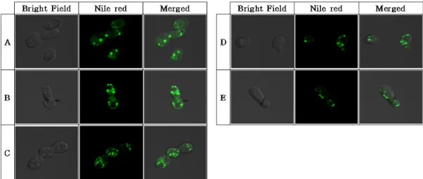 Fig. 6. Cell image of 70% ethanol extraction of red sweet pepper on R. toruloides. A, R
