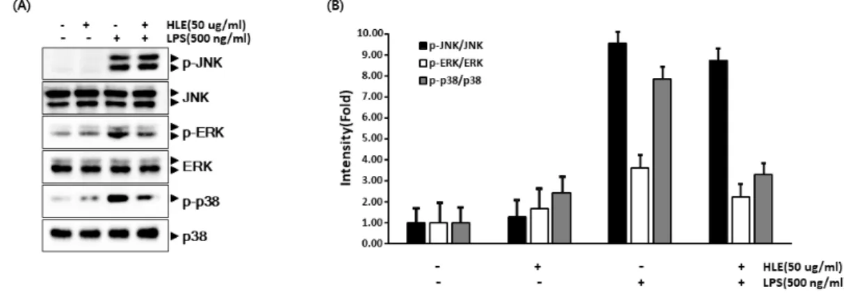 Fig. 4. Effects of H. lyrata on LPS-induced phosphorylation of MAPKs in RAW 264.7 cells