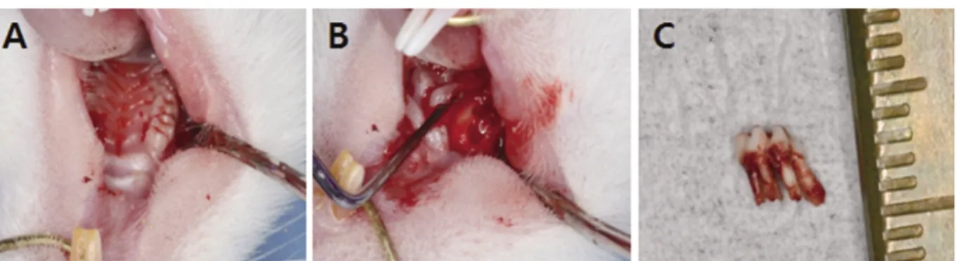 Fig. 2. A: Interested area of extraction socket (H&amp;E stain ×12.5), B: Border of mesial root (H&amp;E stain