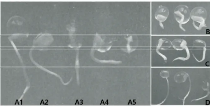 Fig. 1. The root growth (> 1 ㎝) of artificial seeds by encap- encap-sulation zygotic embryos with whole cotyledon (WCE, A1),  with  3 / 4  cotyledon ( 3 / 4 CE, A2), with  1 / 2  cotyledon ( 1 / 2  CE, A3),  with  1 / 4  cotyledon ( 1 / 4  CE, A4), with
