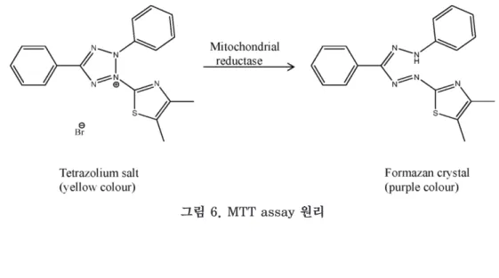 그림 6. MTT assay 원리