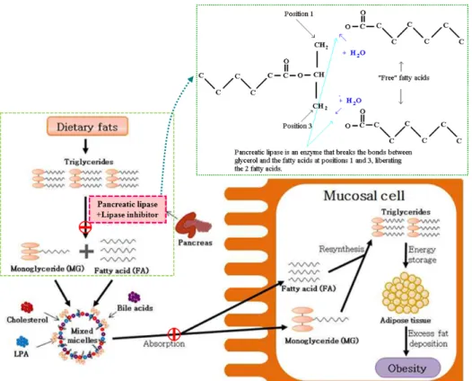 Fig 3. Lipase inhibitor system