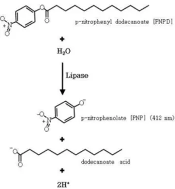 Fig 8.  Method  for  the  detection  of  lipase  activity  using  p-nitrophenol  dodecanate  as  substrate