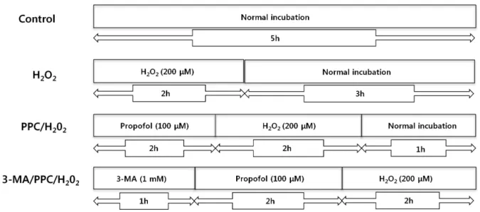 Fig. 1. The in vitro experimental protocols. Control = normal incubation, H 2 O 2  = normal incubation after H 2 O 2  treatment, PPC/H 2 O 2  = propofol  preconditioning (PPC) before H 2 O 2  treatment, 3-MA/PPC/H 2 O 2  = 3-methyladenine treatment followe