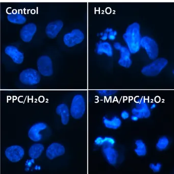 Fig. 5. Flow cytometry analysis of apoptosis and necrosis with Annexin- Annexin-V-FITC and propidium iodide staining