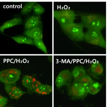 Fig. 9. Western blot analysis. Expression of collagen type I, bone  morphogenic protein (BMP)-2, osterix, and transforming growth  factor-beta (TGF-β)1 in the experimental groups indicated