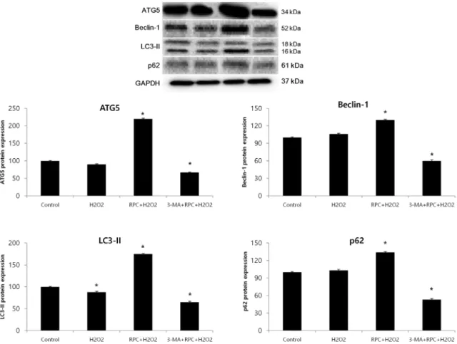 Fig. 6. Western blot analysis and densitometry to determine the effects of remifentanil treatment ATG5, Beclin-1, LC3-II, and p62 protein levels in each experimental group of Cos-7 cells