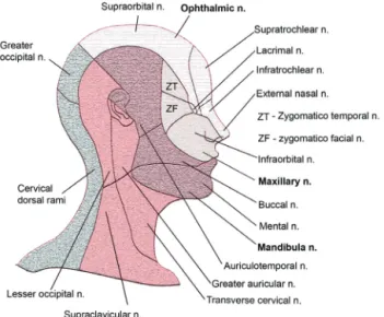 Fig. 1. Cutaneous nerve distribution of the maxillofacial region emphasizing trigeminal nerve divisions.