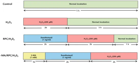 Fig. 1. Experimental procedures are shown in this protocol. 