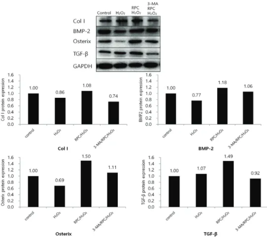 Fig. 6. Expression of bone-related genes such  as  Col  I,  BMP-2,  osterix,  and  TGF-β  was evaluated using western blot analysis