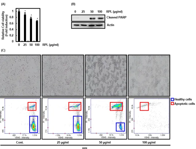 Fig. 1. Effect of RPL on the cell growth in HCT116 cells. (A) Cell growth was evaluated by MTT assay at 24 h after RPL treatment