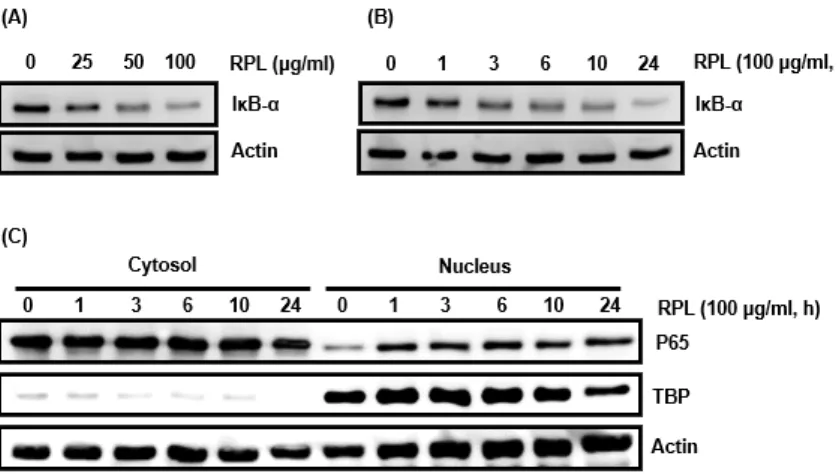 Fig. 3. Effect of RPL on IκB-α proteasomal degradation through IκB-α phosphorylation in HCT116 cells