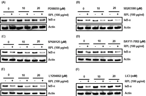 Fig. 4. Effect of MAPKs, IKK, PI3K and GSK3β on IκB-α proteasomal degradation by RPL in HCT116 cells