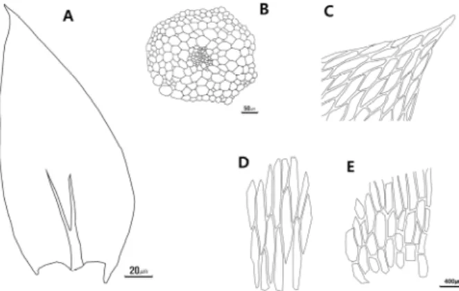 Fig. 3. Plagiothecium platyphyllum Mönk. (A. wild population, B. leaf shape. C. apex cell, D