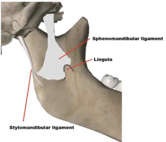 Fig. 1. Sphenomandibular ligament can be a barrier for the  diffusion  of  anesthetic