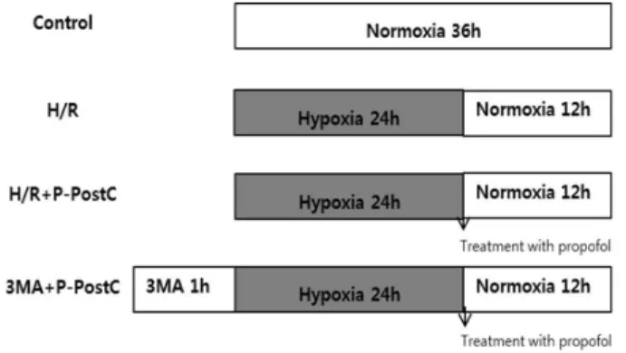 Fig. 1. Experimental protocol for propofol post-conditioning. 