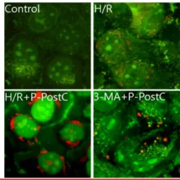 Fig. 5. Fluorescence microscopic (× 400) analysis of auto- auto-phagosome in the H/R injured COS-7 cells