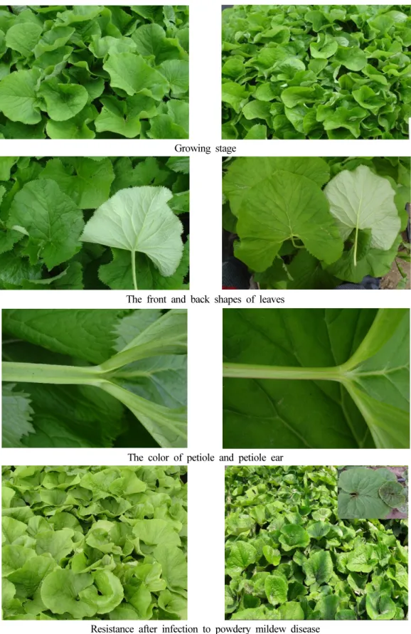 Fig. 2. Comparison of leaf and flower shapes on ‘Soomany’ and ‘Sammany’ cultivars.