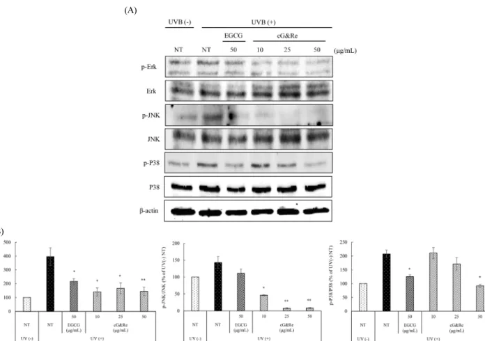 Fig. 4. Inhibitory effects of cG&amp;Re on UVB-induced p-MAPKs (p-Erk, p-JNK, p-P38) expression in HaCaT cells
