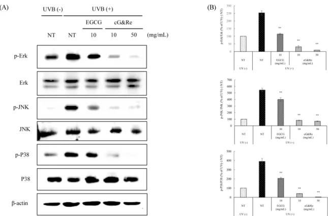 Fig. 6. Inhibitory effects of cG&amp;Re on UVB-induced p-MAPKs (p-Erk, p-JNK, p-P38) protein expression in UVB-irradiated dorsal  skin tissues