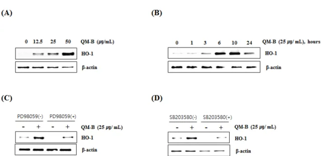 Fig. 4. Effect of QM-B on HO-1 expression in RAW264.7 cells. (A) RAW264.7 cells were treated with QM-B at the indicated  concentrations for 24 hours