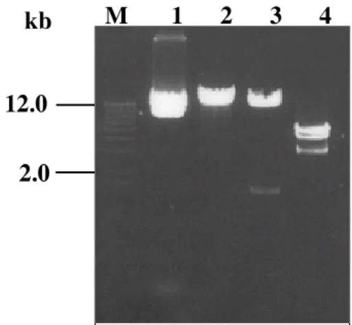 Fig. 2. The restriction fragment patterns of cloned pSFV-gp140 by restriction enzymes (M: lkb DNA ladder, lane 1: undigested plasmid, lane 2: SmaⅠ, lane 3: BglⅡ,