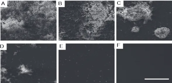 Fig.  5.  Scanning  electron  microscopy  of  Streptococcus  mutans  mutans  biofilms  grown  in  of  Artemisia  princeps  (A)  Control  (B)  0.05mg/ml  (C)  0.1mg/ml  (D)  0.2mg/ml 