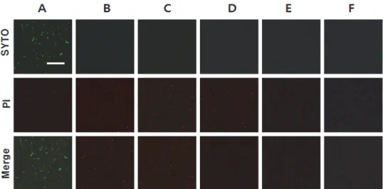 Fig.  6.  Scanning  electron  microscopy  of  Streptococcus  mutans  mutans  biofilms  grown  in  of  Artemisia  princeps