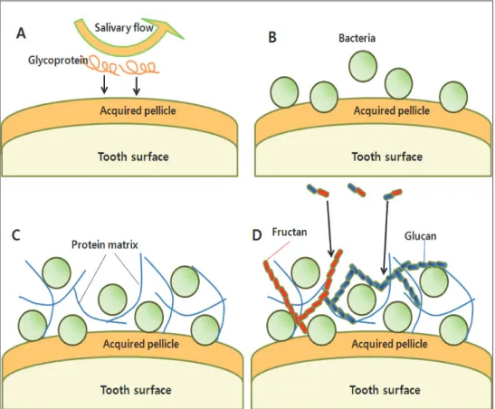 Fig.  1.  Five  successive  stages  in  the  colonization  of  a  pellicle-covered  enamel  surface  by  bacteria  during  early  plague  formation