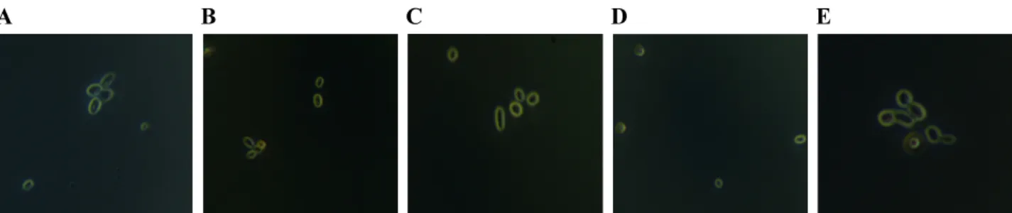 Fig. 4. Nile Red fluorescence test of R. toruloides according to beetroot hot water extract treatment