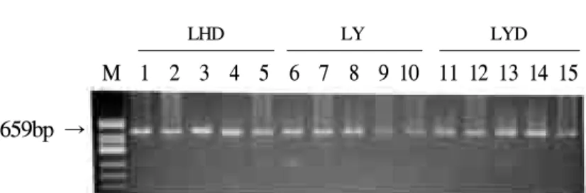 Fig 2. Banding patterns of PCR products with RYR1 specific primer by 2% agarose gel electrophoresis in crossbred pigs.