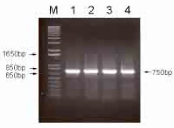 Fig 1. Amplification of NSP4 gene of human rotaviruses, CBNU/HR-1, CBNU/HR-2, CBNU/HR-3, and