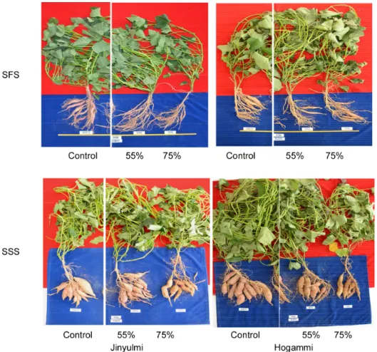 Fig.  4.  Root  formation  patterns  under  different  shading  treatments  at  different  growth  stages  (SFS:  storage  root  formation  stage  (planting~50 th   day)  and  SSS:  storage  root  swelling  stage  (50–90 th day).
