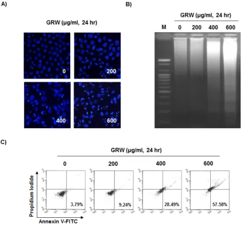 Fig. 2. Induction of apoptosis by GRW in T24 human bladder cancer cells. (A) The cells were fixed and stained with DAPI solution