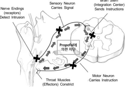 Fig.  1.  Reflex  Arc  for  Gag  Reflex  –  blocking  effect  of  Propofol  (Rudolph  and  Antkowiak,  2004)