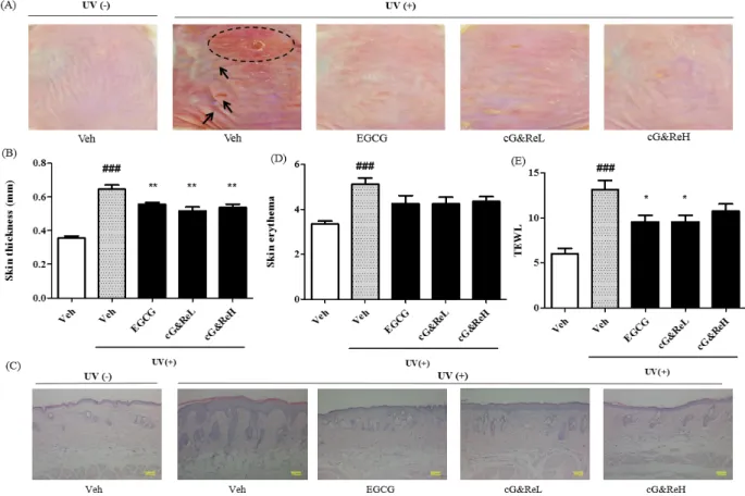 Fig. 2. Preventive effects of cG&amp;Re. (A), A classical feature of protective effects by CG&amp;Re treatment was shown on the  UVB-induced skin aging mouse model