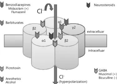 Fig.  1.  GABA A   receptor  structure  and  location  of  drug  binding  sites.